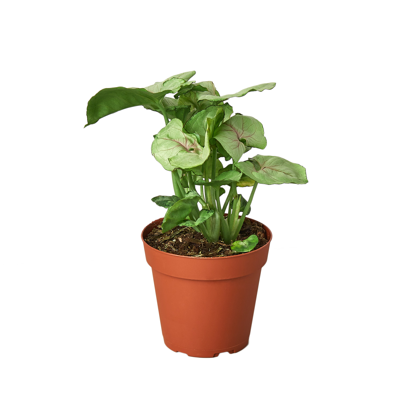 Syngonium Cream - 4" Pot