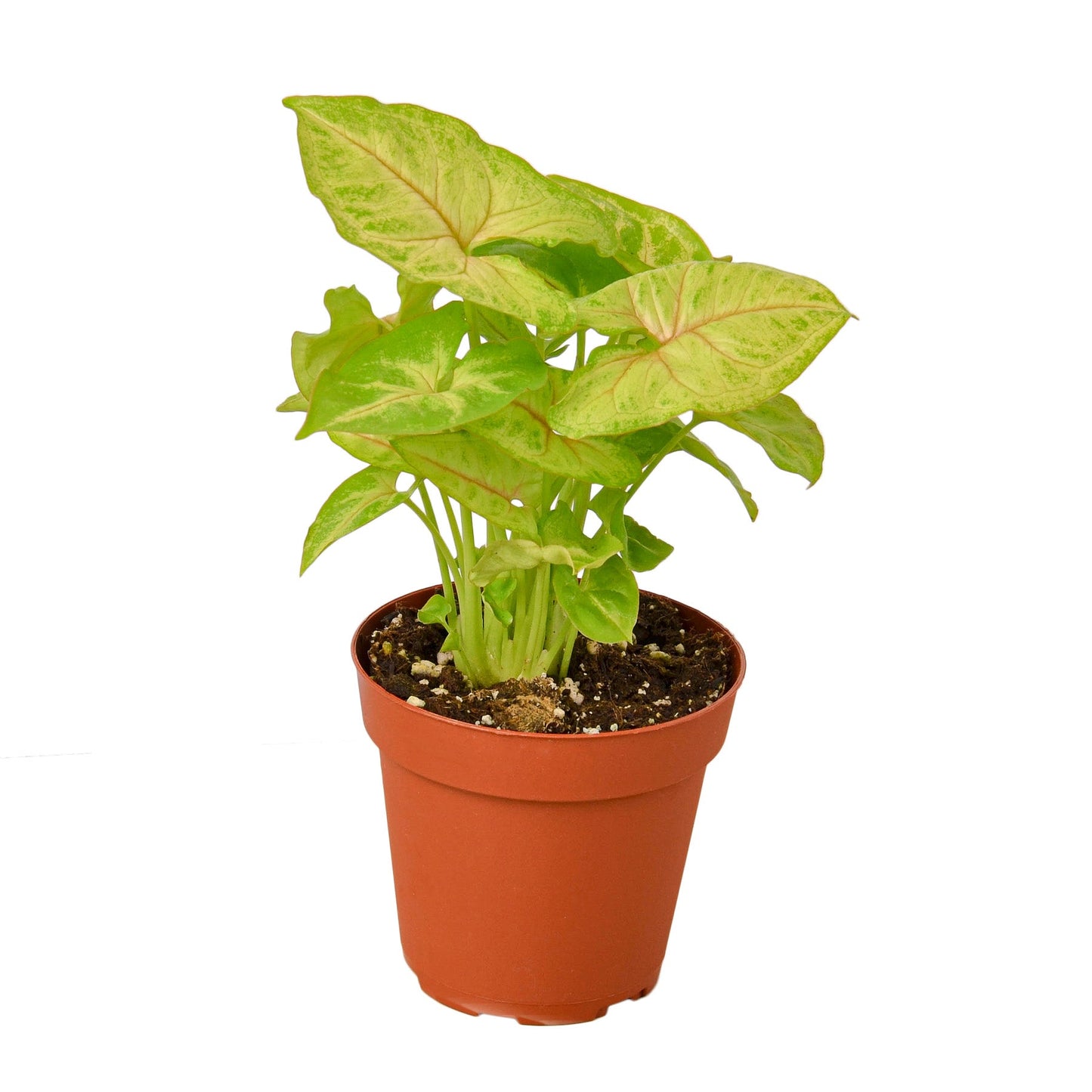 Syngonium Gold - 4" Pot