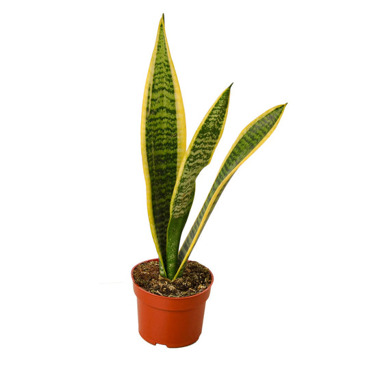 Snake Plant Laurentii