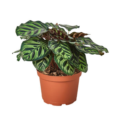 Calathea 'Makoyana'