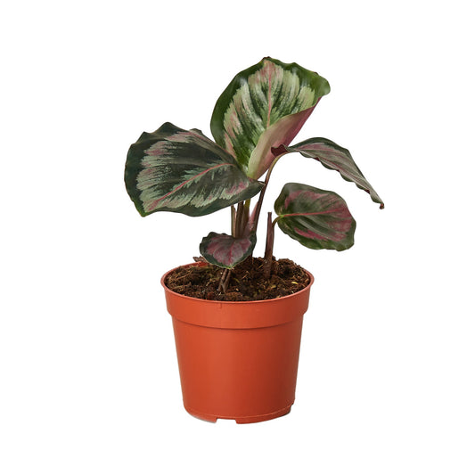 Calathea Roseopicta 'Medallion' II - 4" Pot