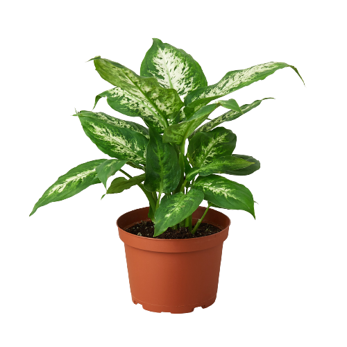 Dieffenbachia 'Tropic Snow'