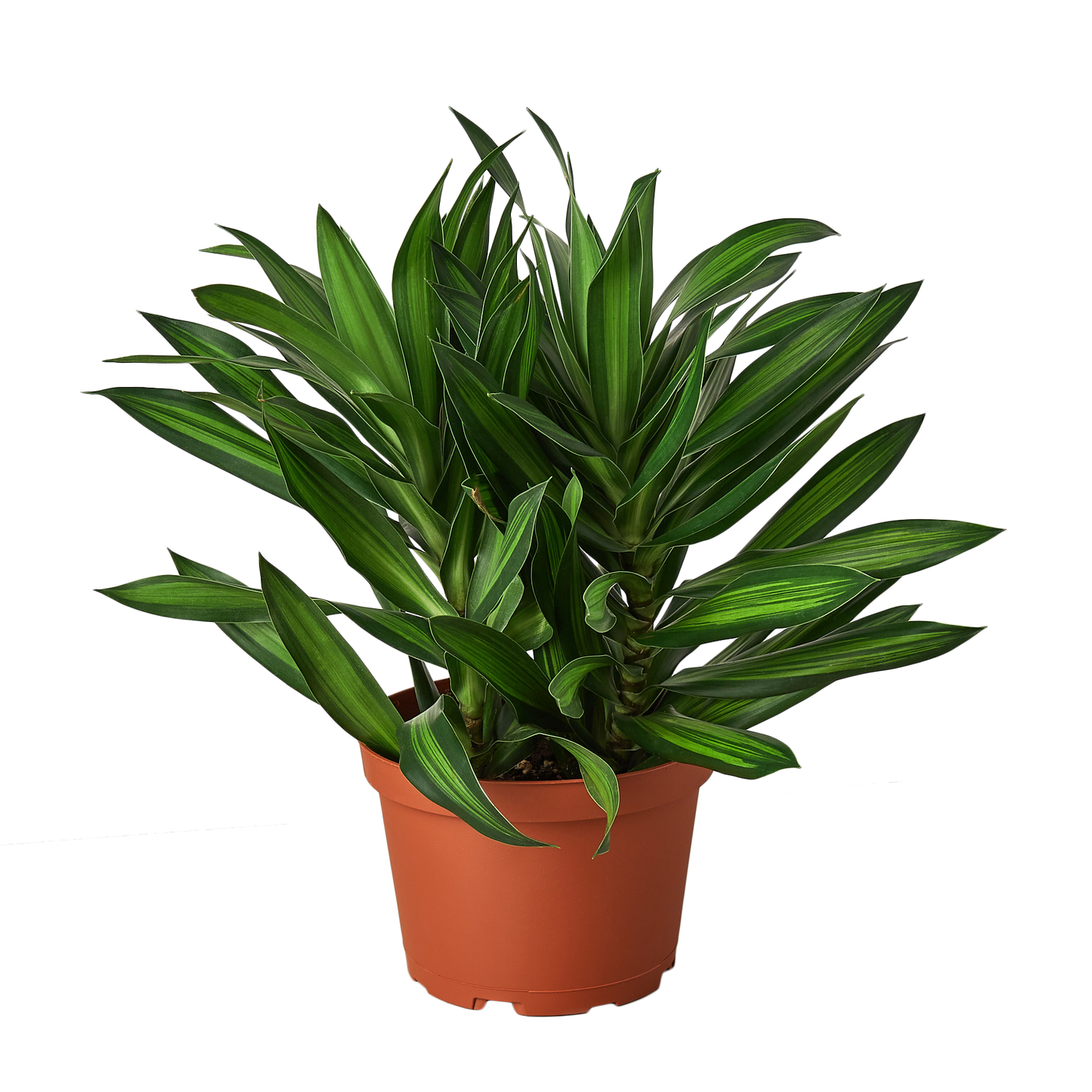 Dracaena 'Song of Jamaica'