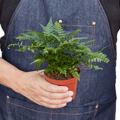 'Korean Rock' Fern