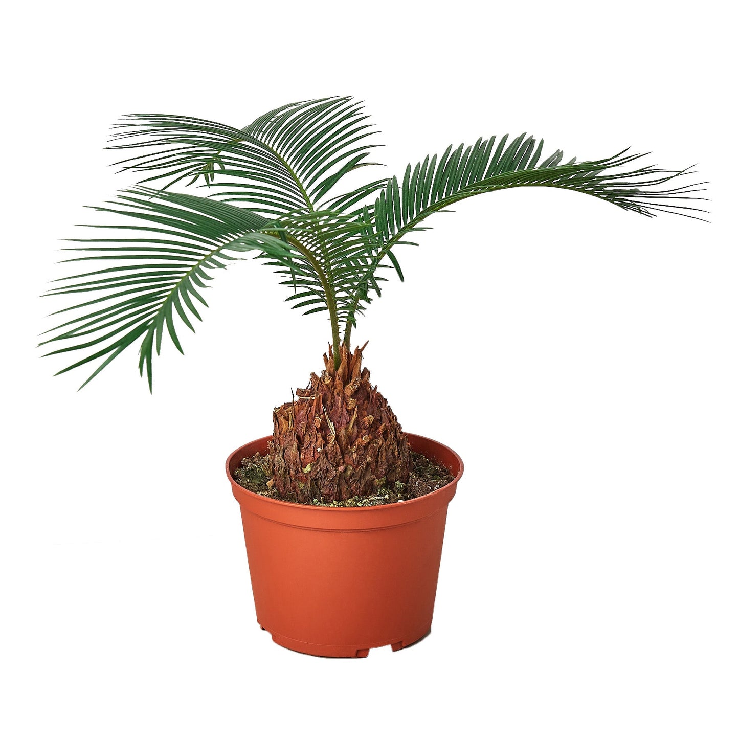 Sago Palm - In 6" Pot