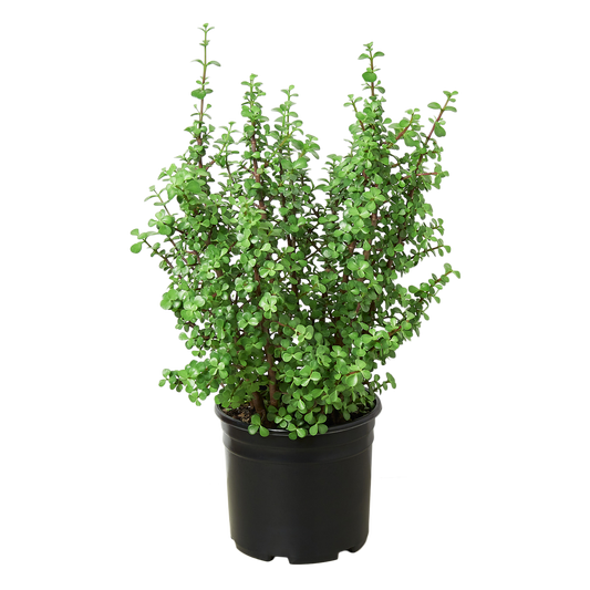 Succulent Portulacaria 'Elephant Bush' - 10" Pot