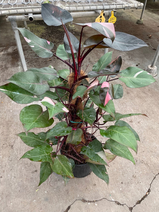 Philodendron 'Pink Princess' - 10" Pot