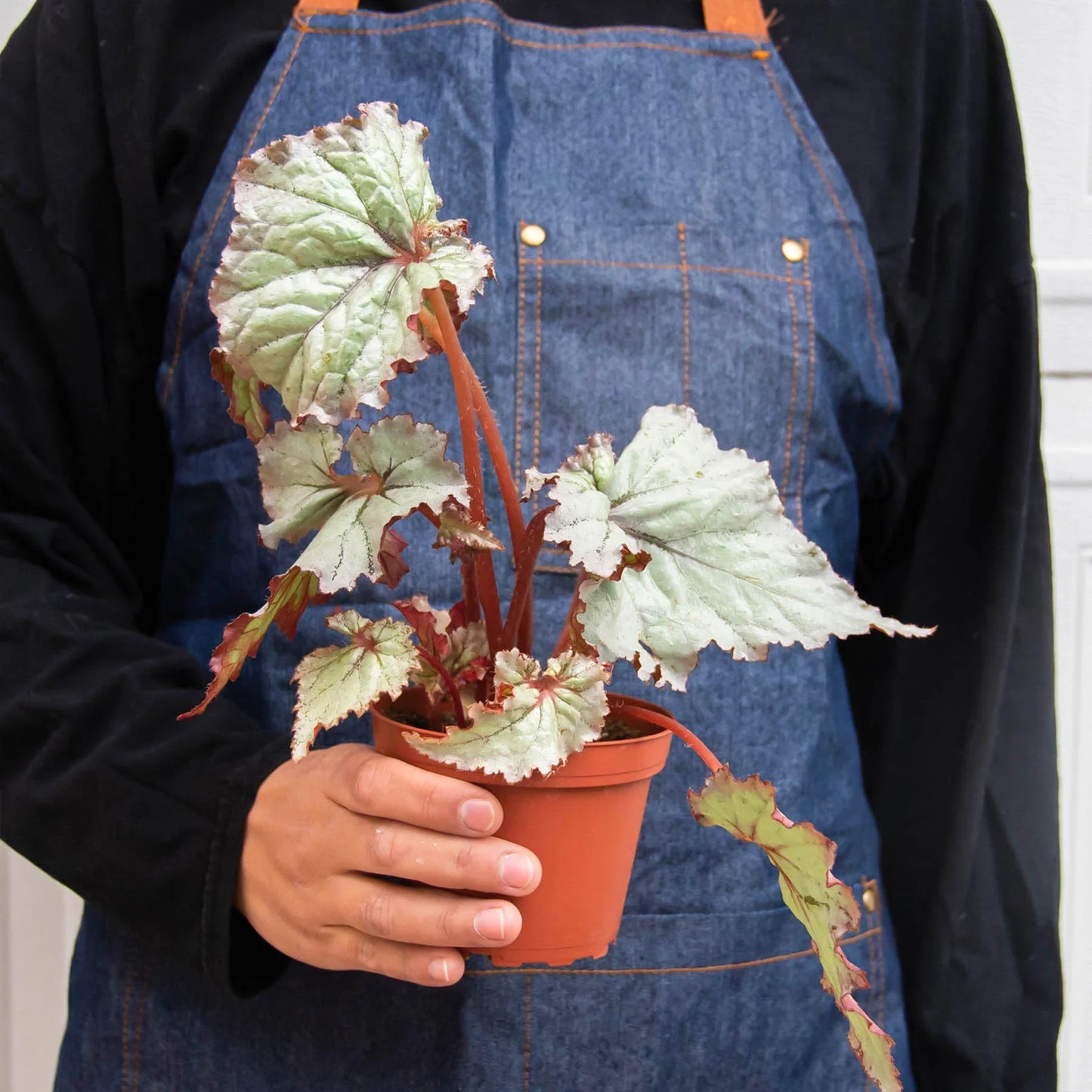 Begonia 'Rex' - 4 Pack Variety