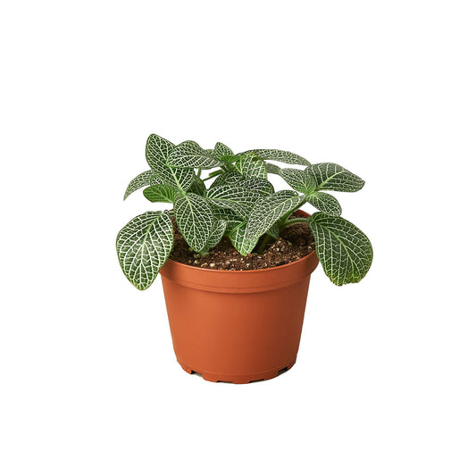 Fittonia 'White Nerve Plant'