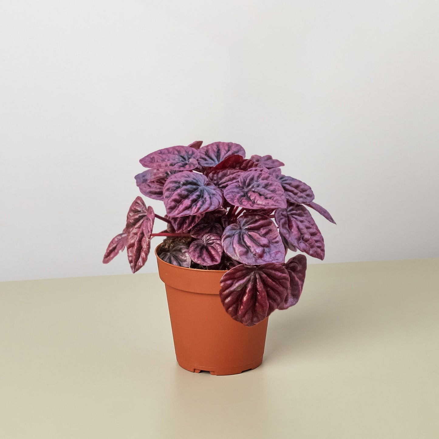 Peperomia 'Ripple Red'