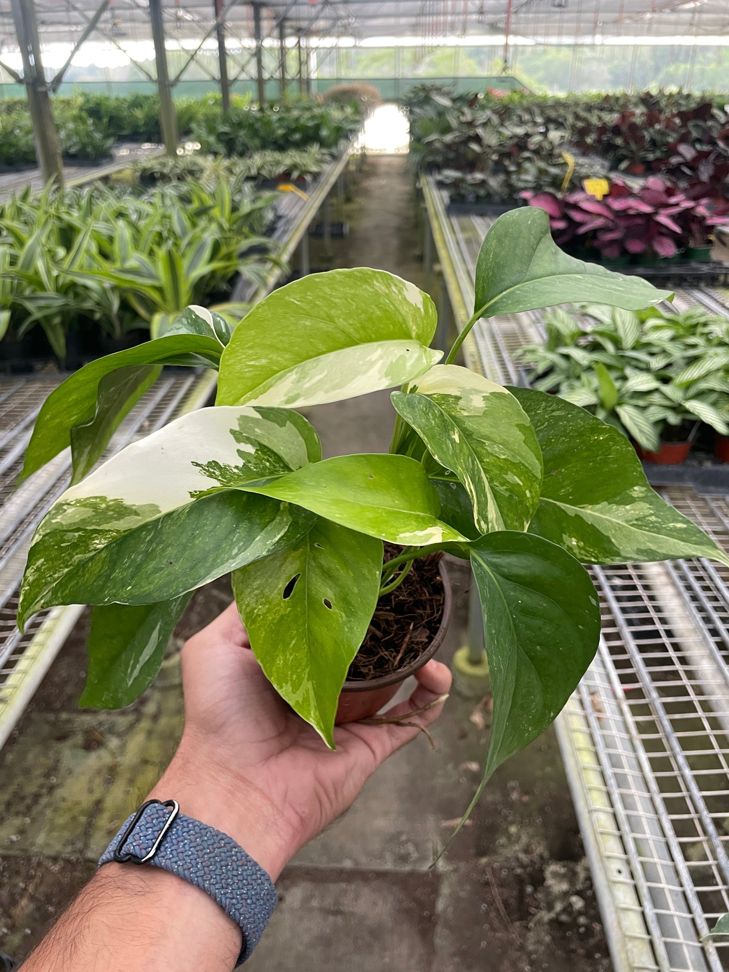 Pothos 'Albo Variegata'