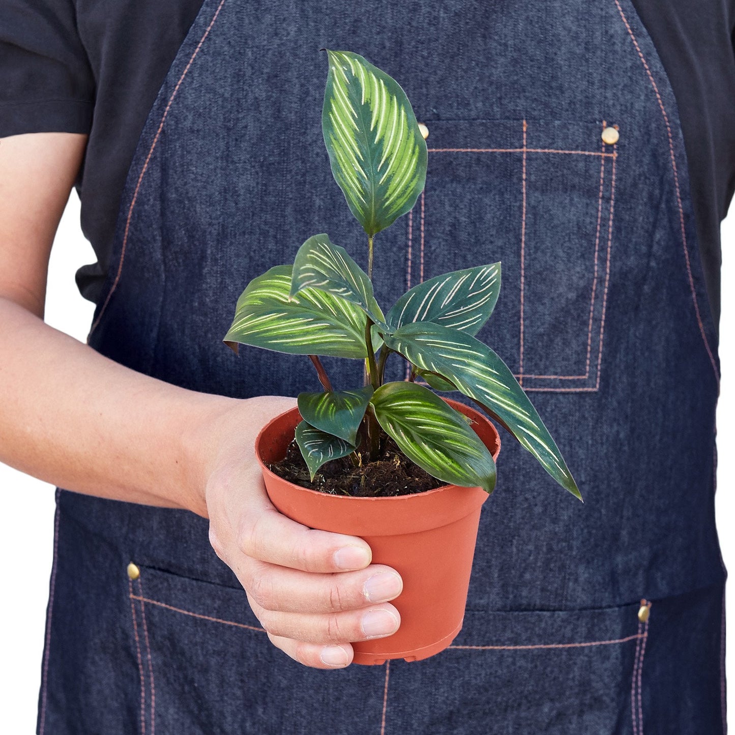 Calathea 'Beauty Star'