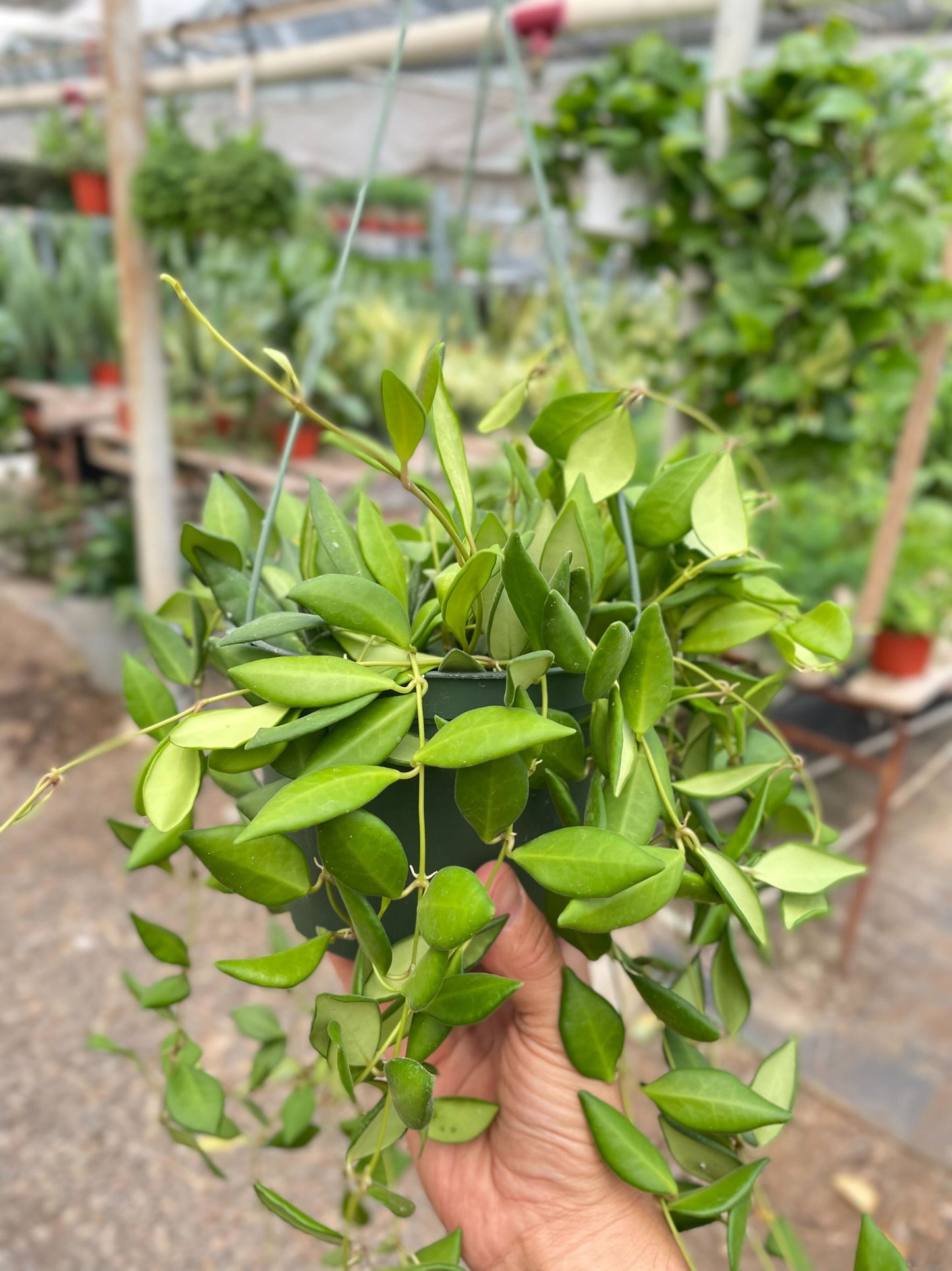 Hoya 'Burtoniae'