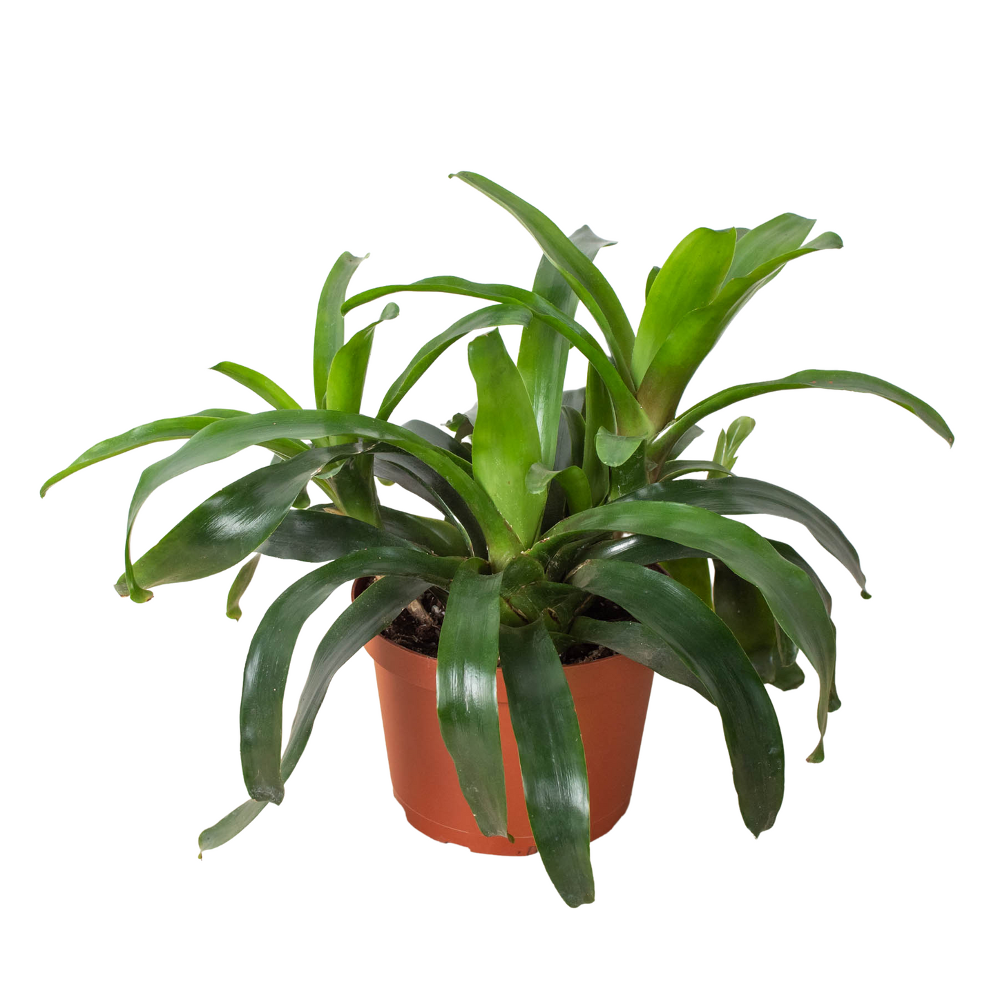 Bromeliad Bossanoa - 6" Pot