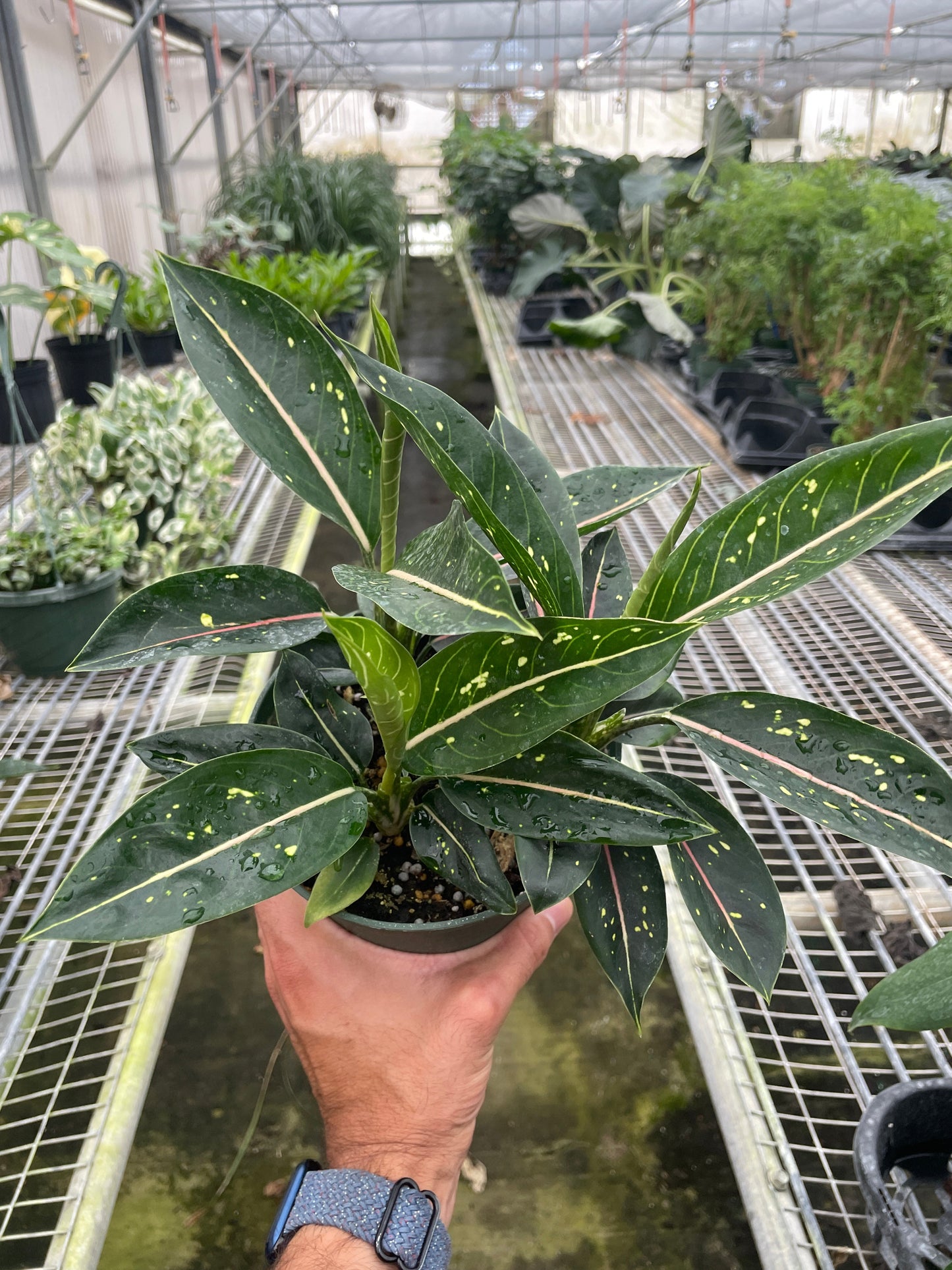 Chinese Evergreen 'Stars'