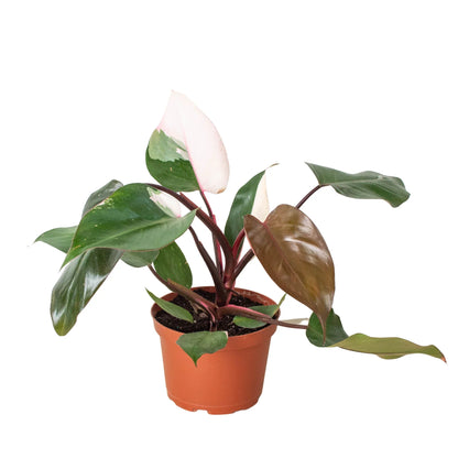 Philodendron 'Pink Princess'