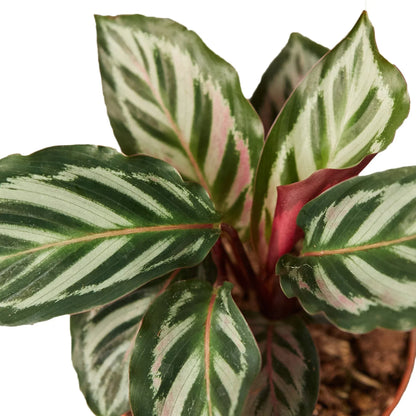 Calathea 'Peacock'