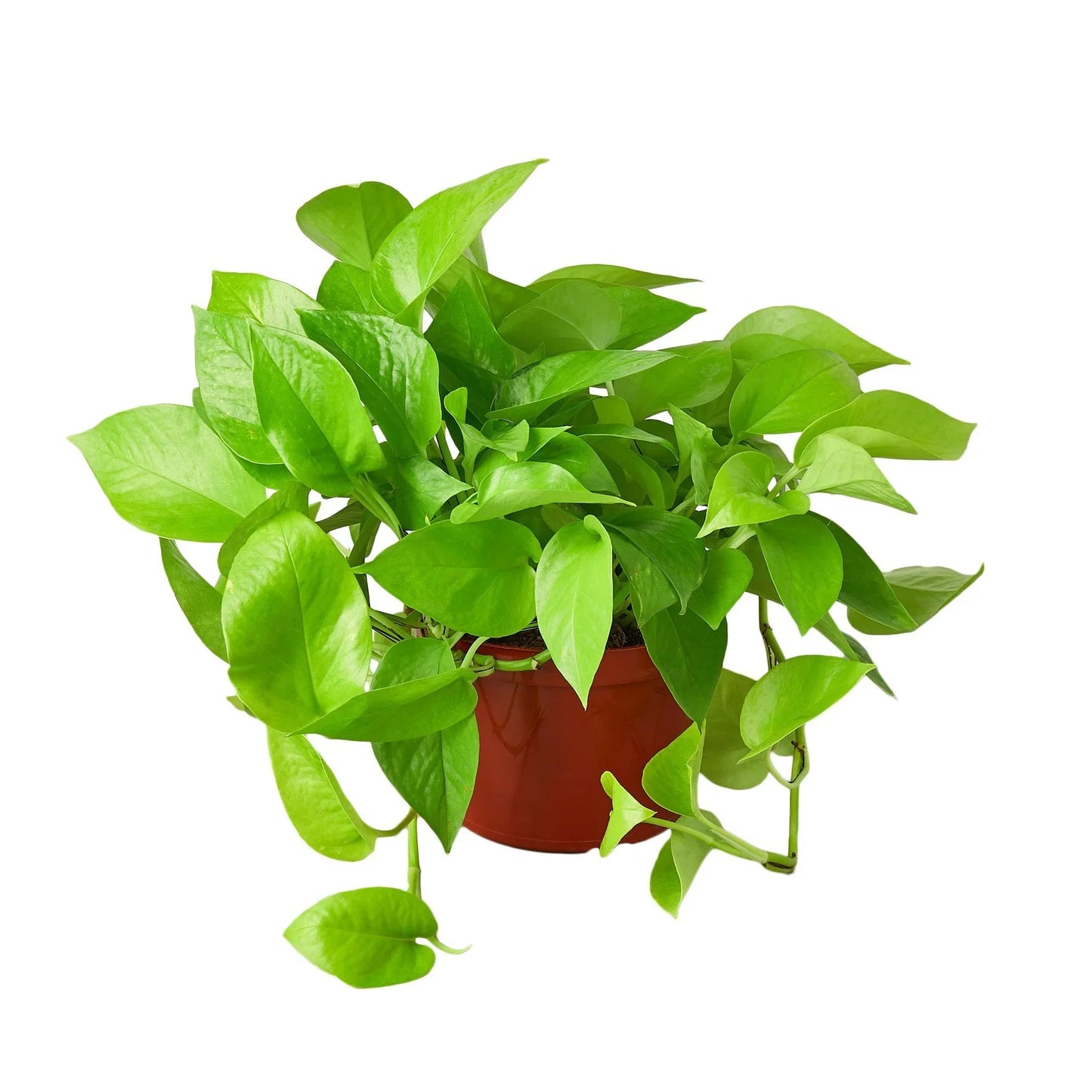 Pothos 'Neon'