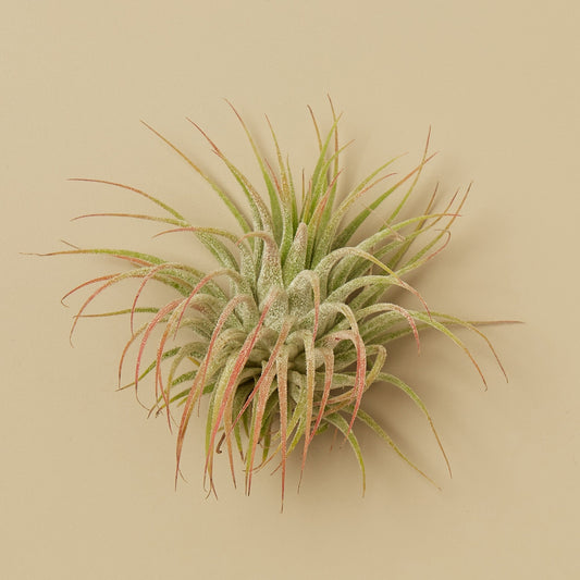 Tillandsia Air Plant Ionantha w/ Fertilizer