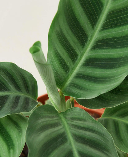 Calathea 'Zebrina' - 4" Pot