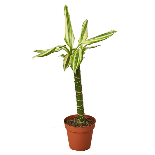 Dracaena 'Sted Sol Cane'